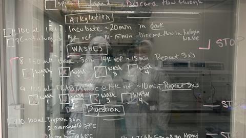 Overview of the lab's protein extraction protocol.