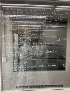 Overview of the lab's protein extraction protocol.