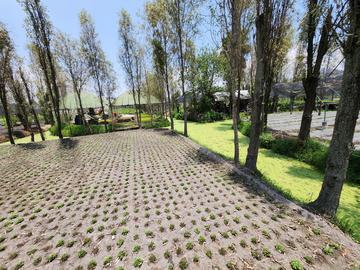 Chinampas