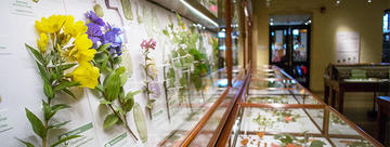Harvard Museum of Natural History