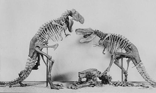 dinos