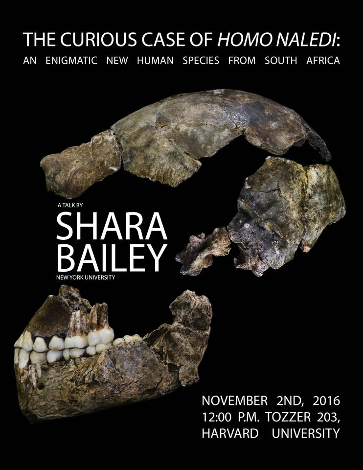 Homo naledi